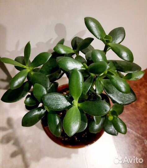 Толстянка крассула