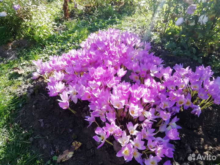 Гладиолусы луковицы