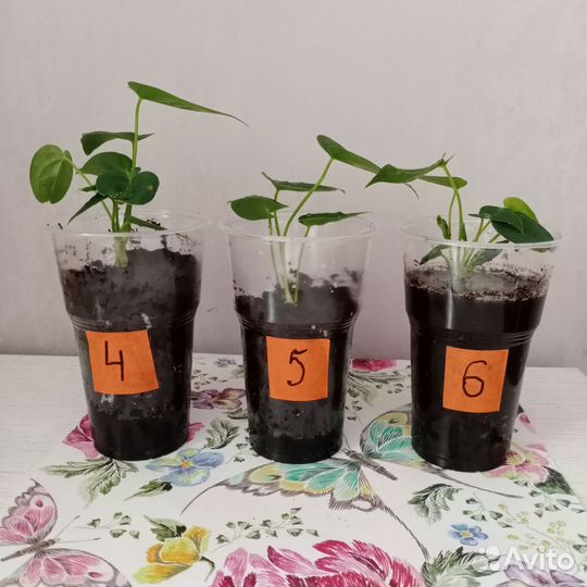 Антуриум красный, розовый и розовый пастельный