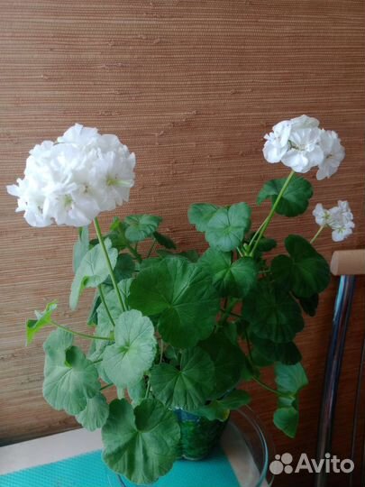 Герань пеларгония