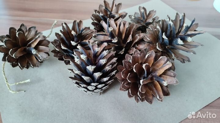 Шишки сосновые для творчества и поделок
