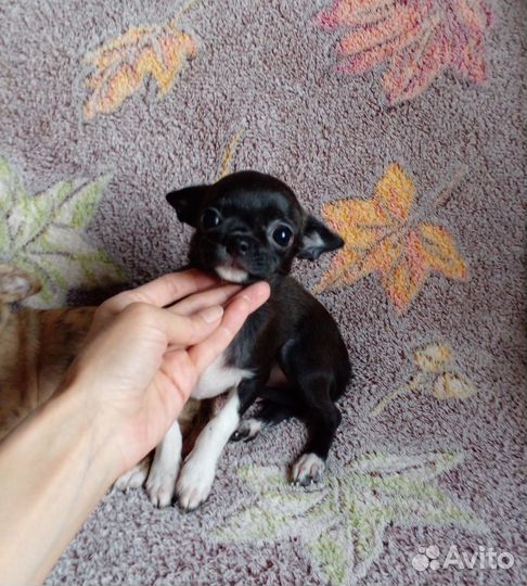 Щенок чихуахуа