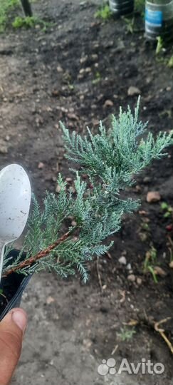 Можжевельник