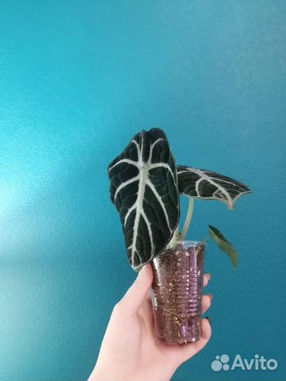 Алоказии детки