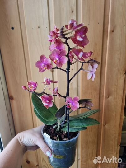 Орхидея фаленопсис цветущие