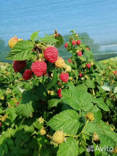 Саженцы малины ремонтантной сорт Геракл