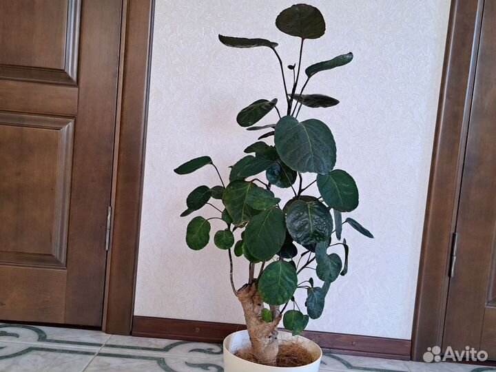 Комнатные растения. Полисциас Фабиан