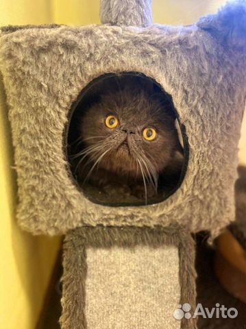 Спокойный котик Тоби ищет дом объявление продам