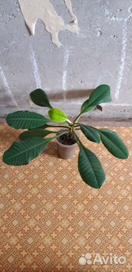 Комнатные цветы