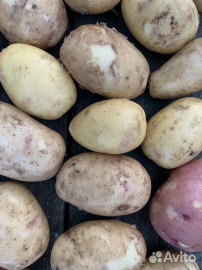 Продаю молодой картофель, морковь, огурцы, кабачки