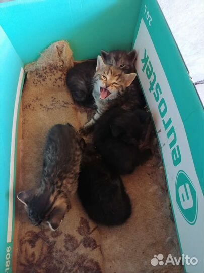 Кошка в дар