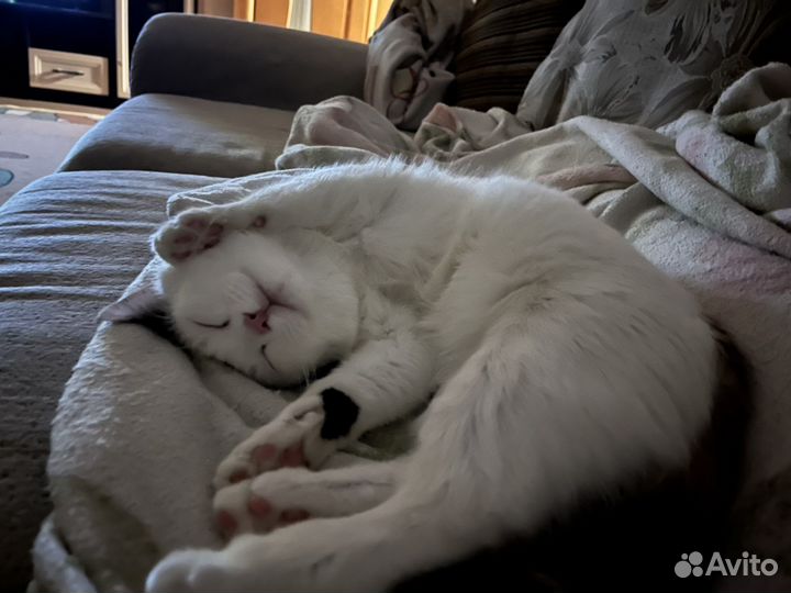 Кошка