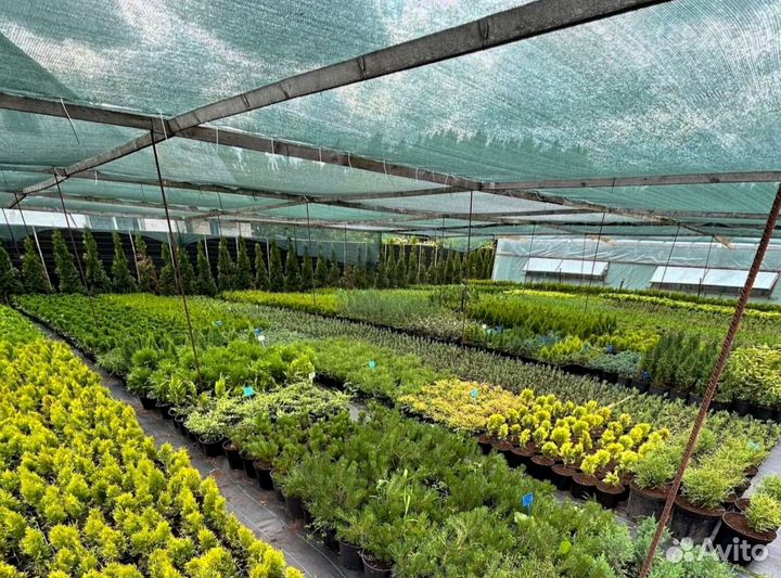 Купите Тую Смарагд для вашего сада