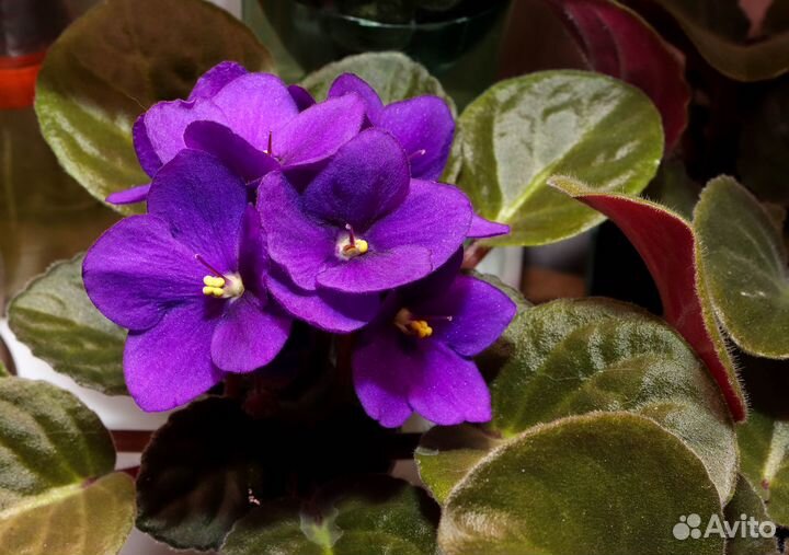 Сенполии, Узамбарские фиалки