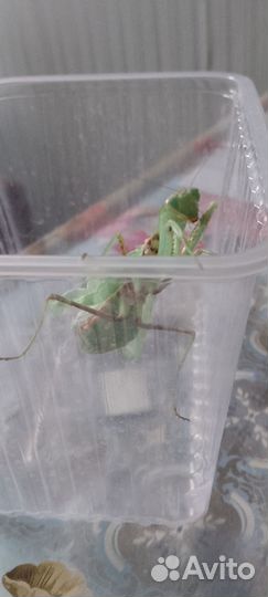 Ищу крупного самца богомола