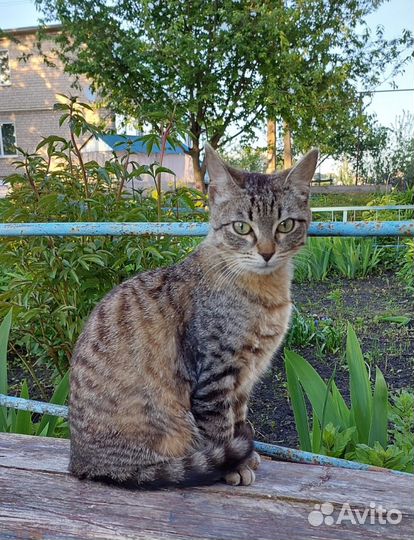 Кошка в дар