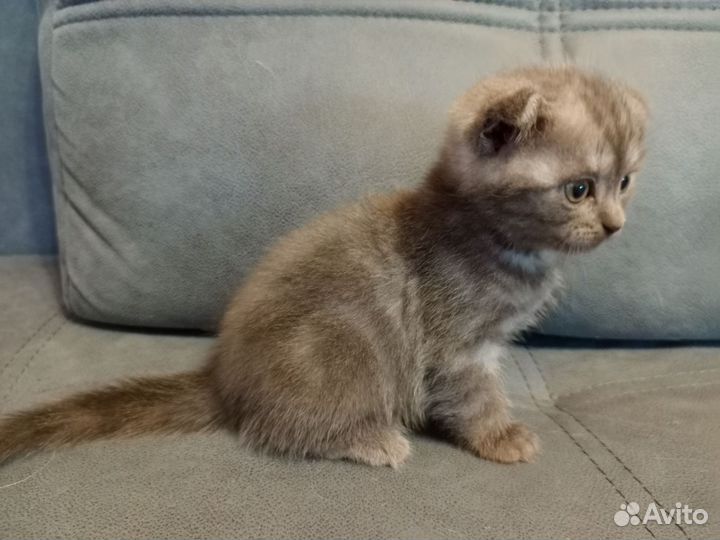 Шотландские котята