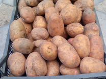 Продам картофель домашний и семянной