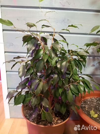 Фикус Бенджамина