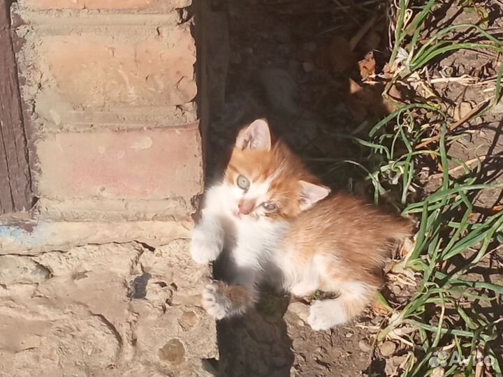 Кошка в дар бесплатно
