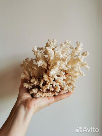 Морские кораллы