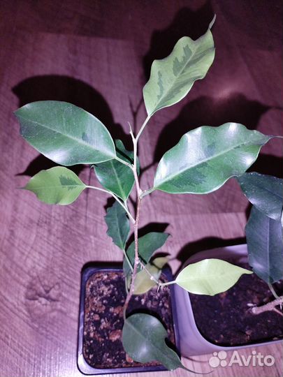 Комнатные растения