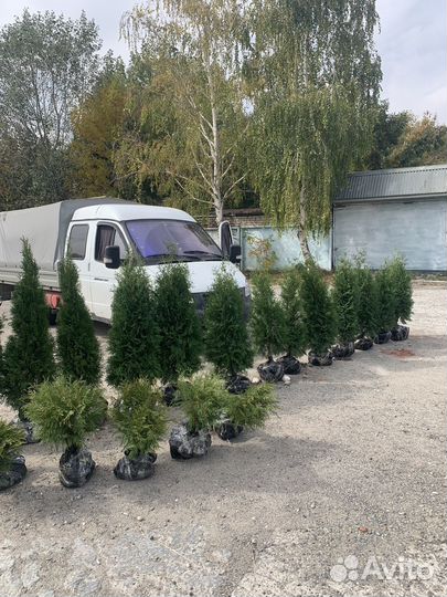 Туя смарагд колумна брабанд самшит буксус