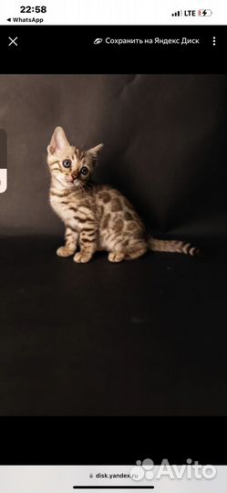 Бенгальская кошка