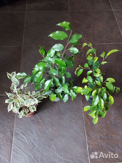 Замиокулькас