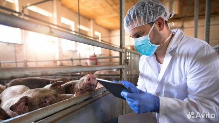 Разнорабочий по уходу за свинками. Всё включено