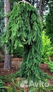 Ель инверса и акракона в наличии