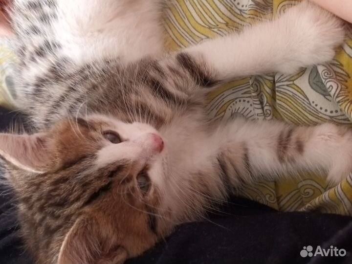 Котик Тиша