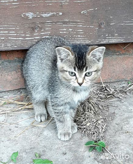 Красавица метиска хочет к вам жить