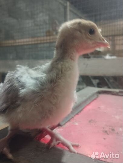 Индюшата, икубационное яйцо индюков