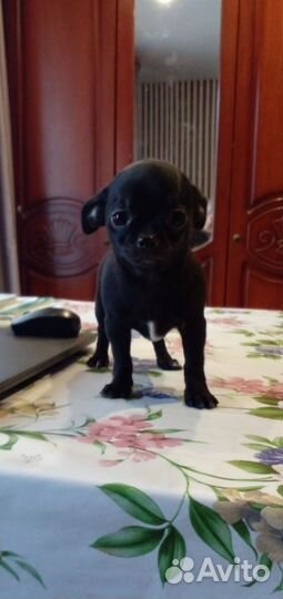 Чихуахуа девочка