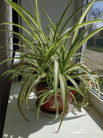 Хлорофитум