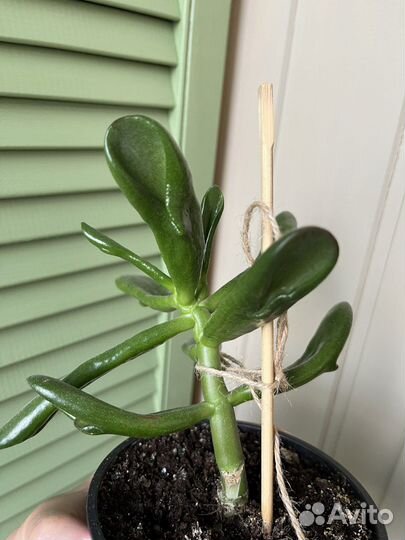 Толстянка красула хоббит