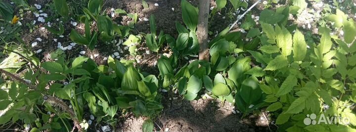 Ландыши рассада