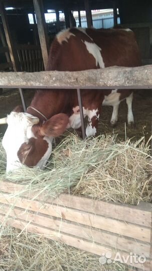 Корова дойная