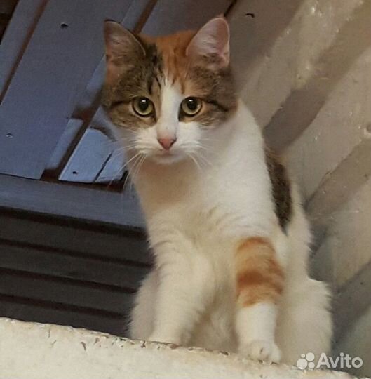 Кошечка в добрые руки