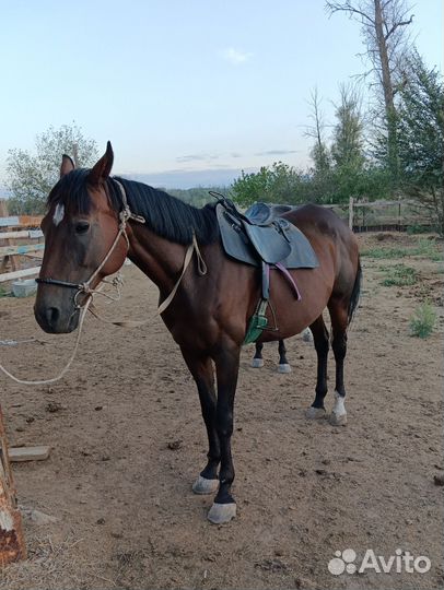 Продаю лошадь