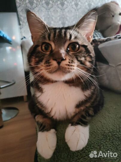 Случка кота