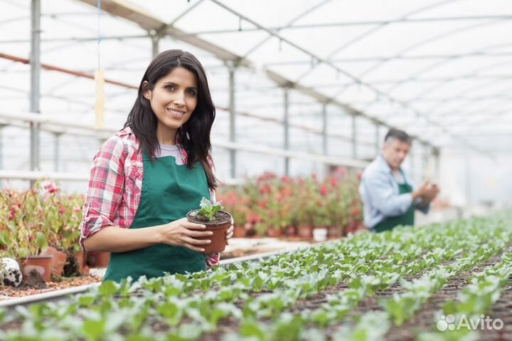 Овощевод Вахта, Белгород, Москва