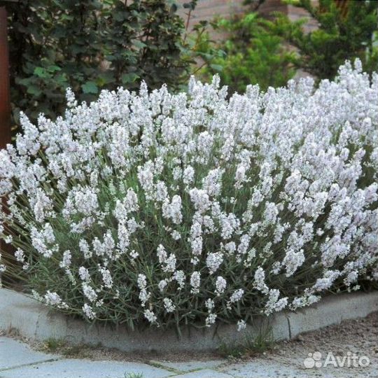 Лаванда белая