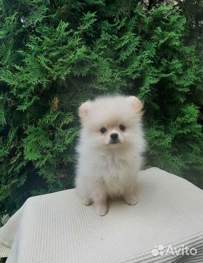 Девочки померанцы мини