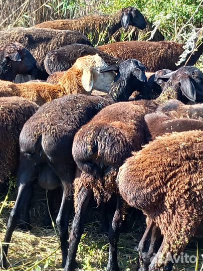 Продам ярочек эдельбаевской породы