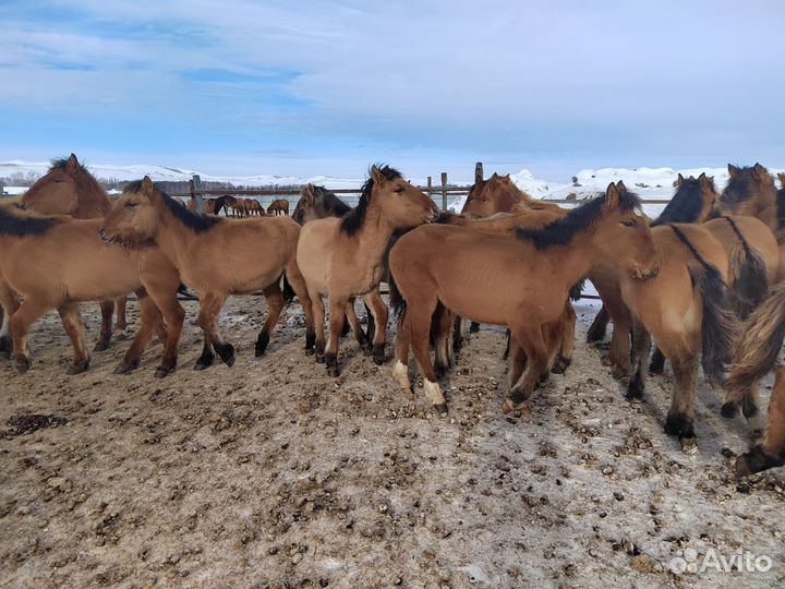 Кобылки 2023 года