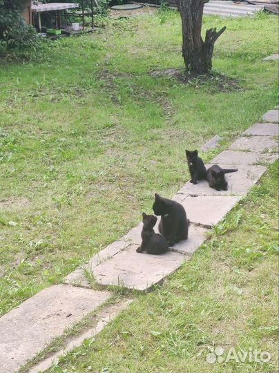 Котята крысоловы черные