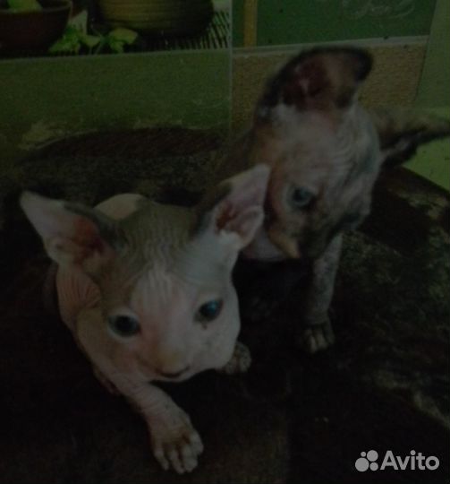 Котята сфинкс