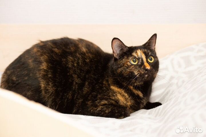 Чудесная трогательная редкого окраса Камилла